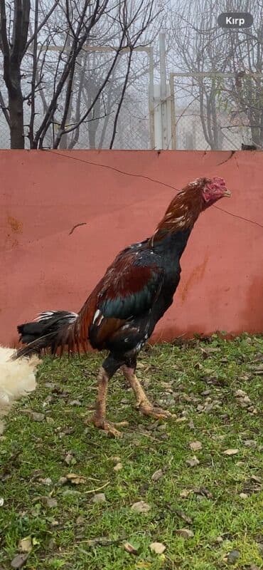 Xoruz, il: 2, Ünvandan götürmə, Ödənişli çatdırılma, Rayonlara çatdırılma lalafo.az -da Xoruz, il: 2, Ünvandan götürmə, Ödənişli çatdırılma, Rayonlara çatdırılma