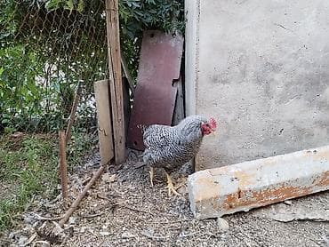 Toyuqlar: 4ay yarimliq erkek amroks.temiz qandir.hecbir problemi yoxdu.coxdu — 4