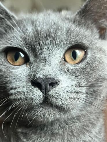 pişik üçün tualet: Amerikan Shorthair, Yaxşı əllərə — 1