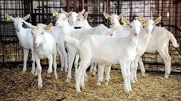 Бараны, овцы: Keçilər və qoyunlar çoxdu Balalı keçiıərdə var boğaz olanda var — 1