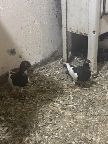 ağ pişik satışı: Məhsul: Ev quşu – göyərçinlər (qara-ağ rəngli) Təsvir: - Rəng — 3