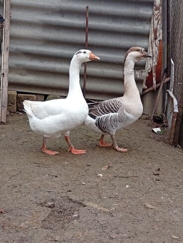 Dişi, Damazlıq lalafo.az -da Dişi, Damazlıq