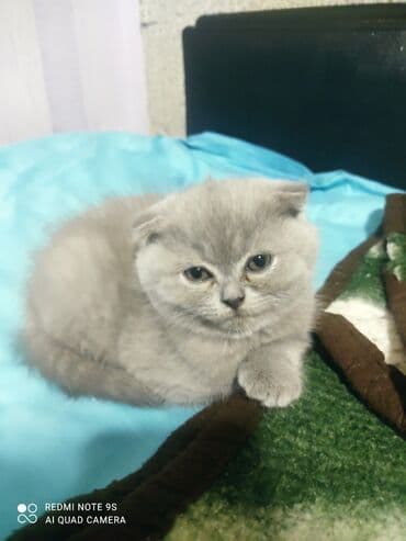 mingəcevir pişik: Şotland, Erkək, Dişi, Yaxşı əllərə, Ünvandan götürmə — 21