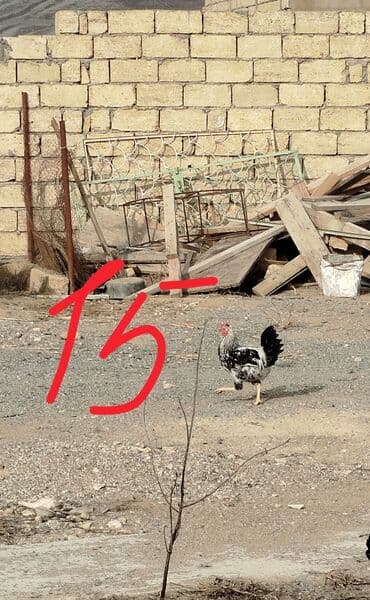 LIFAN: Hər cürə xoruzlar var ustunde qiymətləri var Təsvir: - Şəkillərdə — 3