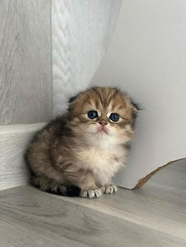 Pişiklər: Britan yastı qulaq, Erkək, Dişi — 3