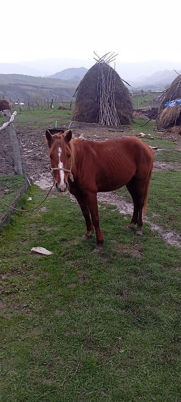 mal bazari: Erkək, il: 4, Ünvandan götürmə — 3