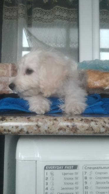 İtlər: Bişon Frize — 5