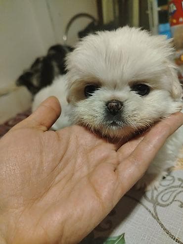 ov iti haqqinda melumat: Pekines, Erkek, Peyvəndli — 2