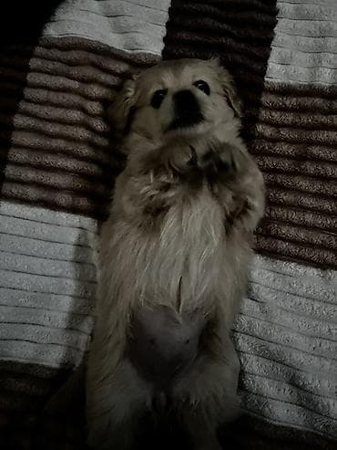 Heyvanlar: Cins: kiçik ölçülü dekorativ balaca it balası Rəng: krem-bej Tük — 3