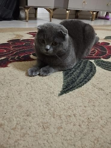 papuqay sesi: Şotland yastı qulaq — 3