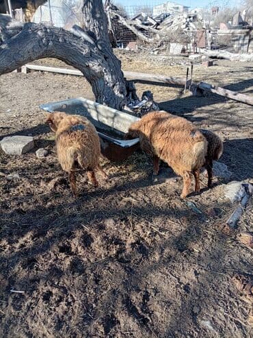 Кольца: Iki eded quzu texmini 14/15 kiloluq quzular. - Rəng: qırmızı-qonur — 2