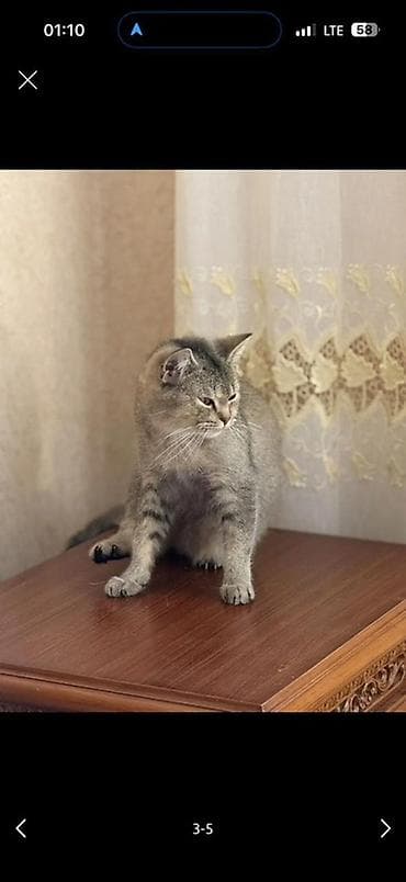 Şinşilla, Dişi, Yaxşı əllərə, Ödənişli çatdırılma