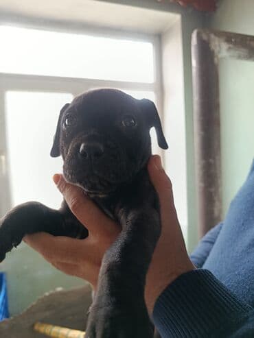 2 ay, Erkek, Peyvəndli