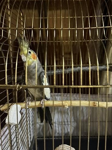dekarativ quşlar: Nimfa (Cockatiel) və qəfəs dəsti Tam sağlan quşdu həmişə vitaminli — 2