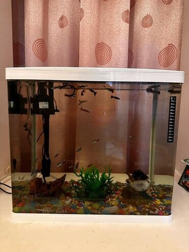 Bu standart düzbucaqlı şüşə akvaryum balıq saxlamaq üçün əlverişlidir lalafo.az -da Bu standart düzbucaqlı şüşə akvaryum balıq saxlamaq üçün əlverişlidir