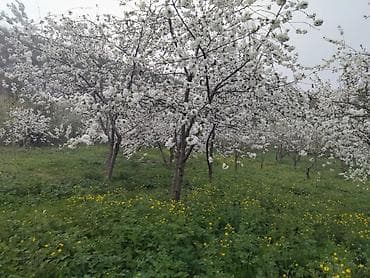 qubada torpaq sahesi: 24 sot, Tikinti, Maklerlər narahat etməsin, Kupça (Çıxarış) — 2