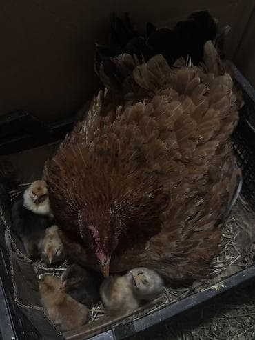 Куры: Курица, Для разведения — 1