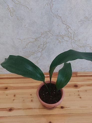nokia yarpaq: Qapalı güllər – 2 növ dekorativ bitki birgə 1) Aspidistra (Cast Iron — 2
