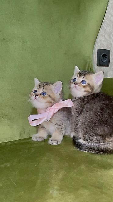 pisik yuvasi: Şotland, Erkək — 3