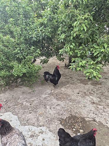quş yuvasi: Salam Aleykum .13 Ayin heyvanidi temizqan Avstrolorpdu saglam aktiv — 7