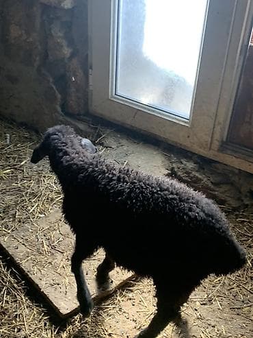 quzu: Qara rəngli quzu erkəy - Cins: yerli ətlik-yunlu tip - Rəng: tam — 1