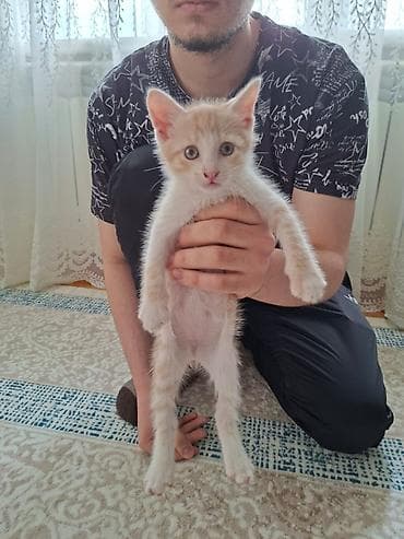 Yaxşı əllərə lalafo.az -da Yaxşı əllərə