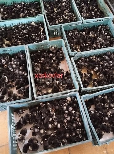 ucuz toyuq: Toyuq cücələri, Damazlıq — 4