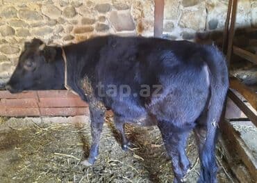 Inəklər, öküzlər: Salam disi danadi kokdu isteyen elaqe saxlasin qiymetde razilasmaq — 1