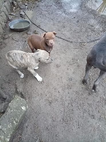 pitbull balasi: Pitbul, 2 ay, Dişi — 5