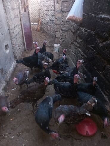 hind quşu cucesi: Erkək, Ətlik — 2