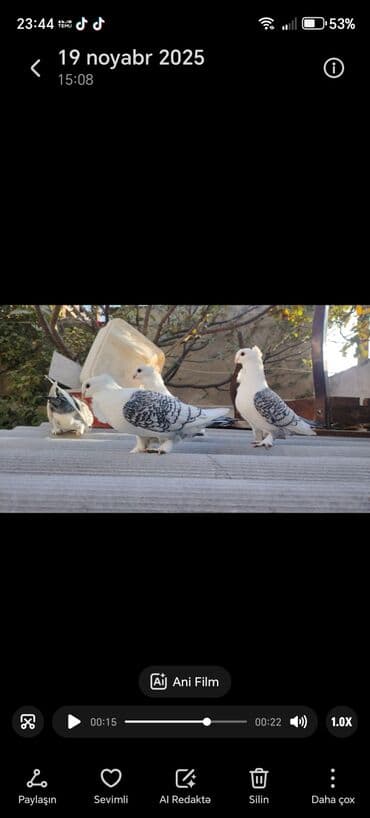 Quşlar: Hünkari (kom) güvəncələr satılır. - Say: ümumilikdə 7 ədəd quş - — 1