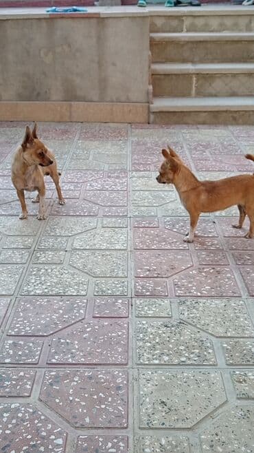 сколько стоит собака чихуахуа: Çixuahua, 2 il — 2