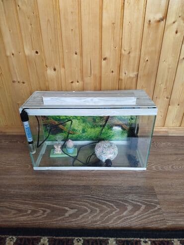 ton balığı qiyməti: Balıq akvarium vəziyyəti yaxşıdır — 2