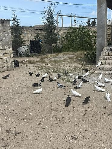 quşlar göyərçin: Salam qiymət 2.5q dən Tutulma bed rənglər satılır balalarda var — 2
