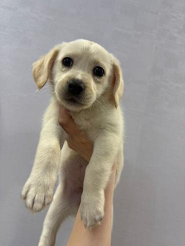 arpa bugda satisi: Retriever, 2 ay, Dişi, Peyvəndli — 6
