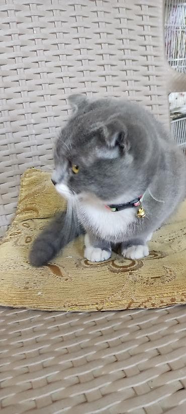 Quşlar: Şotland yastı qulaq, Yaxşı əllərə — 4