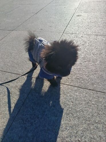 Yemlər: Məhsul: Kiçik itlər üçün qış kombinezonu + qoşqu çıxışı Təsvir: - — 3