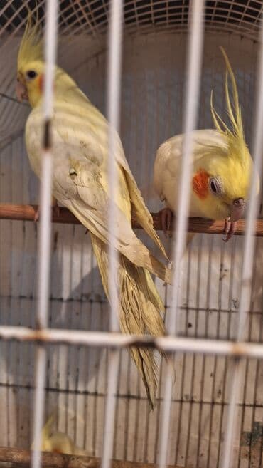 кольчатый попугай цена: Karella iki ədəd bir dişi bir erkək təmiz dağistan sortudur xahiş — 5
