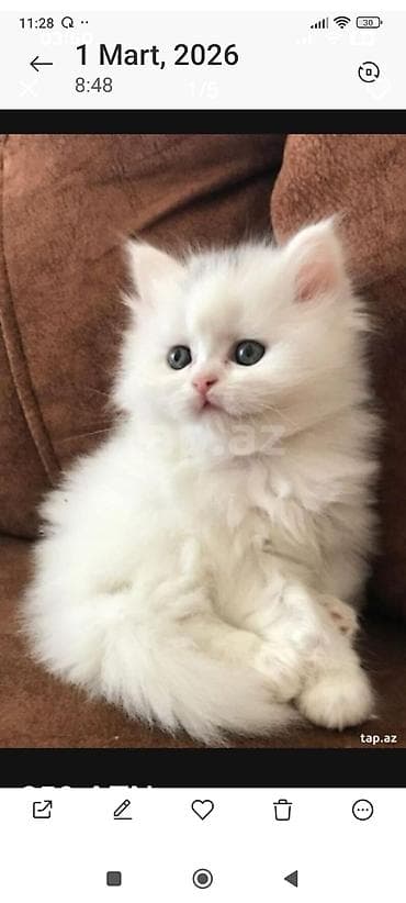 pişik siyam: Ağ rəngli balaca pişiklər – yumşaq, tüklü və mavi-boz gözlü — 1