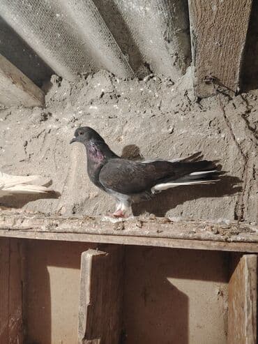 boz pişik cinsi: Salam quş dar satlır tam saglam usdu usdə 7m — 8