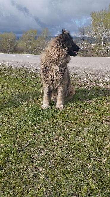 heyvan per page 40: Qafqaz çoban iti, 7 ay — 2