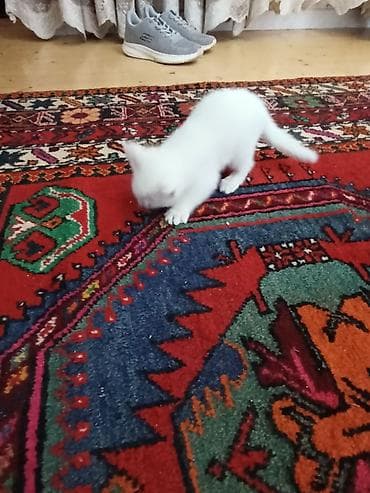 sort pişik: Yaxşı əllərə — 3