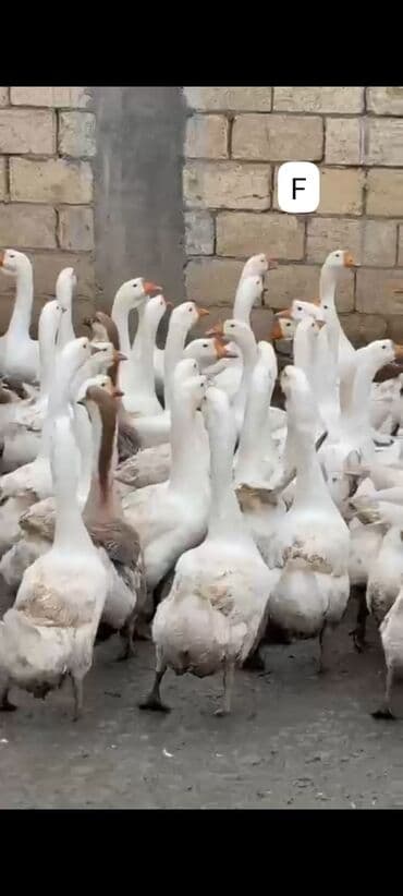 ‼️ Təcili Satılır ‼️ Qaz Linda kuban sortu 6 aylıqdılar. tam lalafo.az -da ‼️ Təcili Satılır ‼️ Qaz Linda kuban sortu 6 aylıqdılar. tam