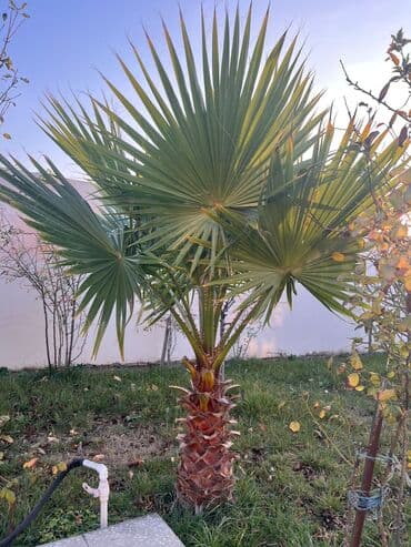 bağlama: Məhsul: Bağ üçün dekorativ palma ağacı (fan formalı yarpaqlı — 1