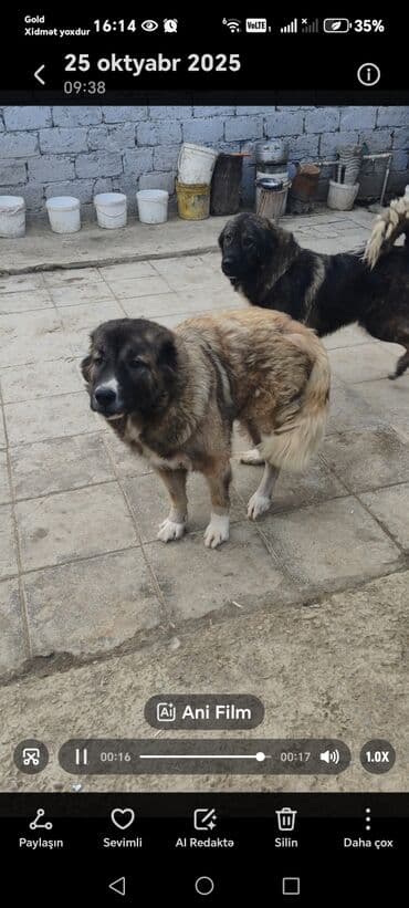 çoban axtarılır: Qafqaz çoban iti — 1