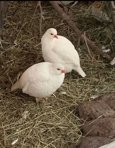 itlerin pulsuz verilmesi: Damazdıq Ağ Kəkliklər satılır 1 yaşları var bu il yumurta verdilər — 1