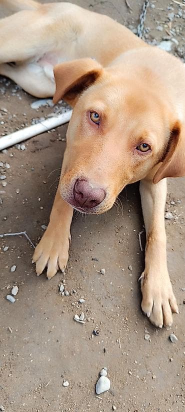 golden retriever satilir: Retriever, 10 ay, Erkek, Peyvəndli, Ünvandan götürmə — 1