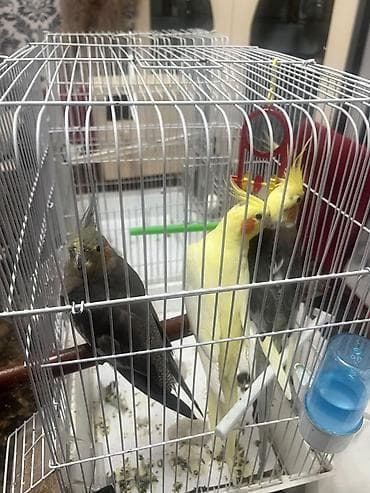 cex qus: Salam Karella Pauqay Satilir! 3 Karella Pauqayi🦜 2-si Dişi♀️ 1-ri — 1