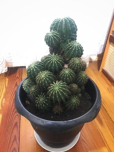 dekorativ agac: Çoxbaşlı ev kaktusu – Echinopsis/echinocereus tipli topcuq formalı — 2
