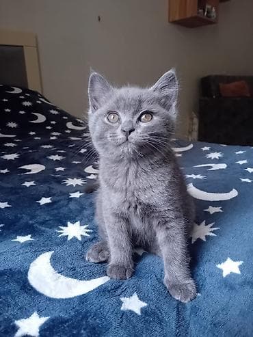 pişim: Britan — 1